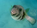 Tropical fish Royalty Free Stock Photo