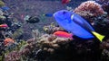 Tropical fish with anemones