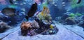 Tropical fish in an aquarium and corals Royalty Free Stock Photo