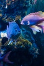 Tropical fish aquarium Royalty Free Stock Photo