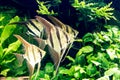 tropical fish in an aquarium representing the typical environment of tropical river courses Royalty Free Stock Photo