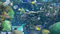 Tropical fish in an aquarium Royalty Free Stock Photo