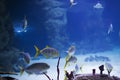 Tropical fish on the background of corals in blue sea water.Karang fish
