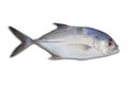 Tropical fish Bigeye trevally on white Royalty Free Stock Photo