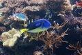 Tropical fish Blue Tang Royalty Free Stock Photo