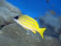 Tropical fish Bluestripe Snapper Royalty Free Stock Photo