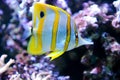 Tropical fish Butterflyfish Royalty Free Stock Photo