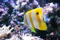 Tropical fish Butterflyfish Royalty Free Stock Photo