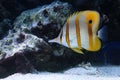 Tropical fish chelmon Royalty Free Stock Photo