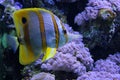 Tropical fish chelmon Royalty Free Stock Photo