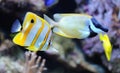 Tropical fish chelmon rostratus Royalty Free Stock Photo