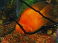 Tropical fish - Cichlasoma sp. (red)