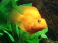 Tropical fish - Cichlasoma sp. (yellow) Royalty Free Stock Photo