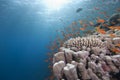 Tropical fish in clear blue water