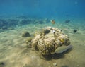 Tropical fish clown near coral reef and actinia. Royalty Free Stock Photo