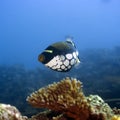 Tropical fish Clown Triggerfish Royalty Free Stock Photo