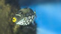 Tropical fish -Clown Triggerfish Royalty Free Stock Photo