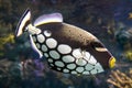 Tropical fish, Clown triggerfish - Balistoides conspicillum - sea and ocean fish Royalty Free Stock Photo