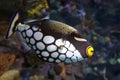 Tropical fish, Clown triggerfish - Balistoides conspicillum - sea and ocean fish Royalty Free Stock Photo