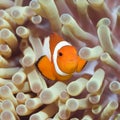 Tropical fish Clownfish Royalty Free Stock Photo