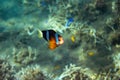 Tropical fish Clownfish in seashore. Coral fish underwater photo. Royalty Free Stock Photo