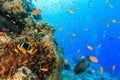 Tropical fish and a clownfish swim around a coral reef Royalty Free Stock Photo