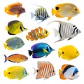 Tropical Fish Collection Isolated on White Background Royalty Free Stock Photo