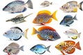 Tropical fish collection isolated on white high quality, animals, marine life Royalty Free Stock Photo