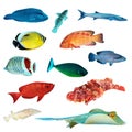 Tropical fish collection Royalty Free Stock Photo