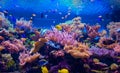 Tropical fish on a coral reef
