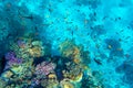 Tropical Fish on coral reef in Ras Mohammed national park