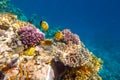 Tropical Fish on coral reef in Ras Mohammed national park