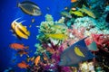 Tropical Fish and Coral Reef Royalty Free Stock Photo