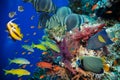 Tropical Fish and Coral Reef Royalty Free Stock Photo