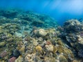 Tropical Fish and Coral Reef in Sunlight Royalty Free Stock Photo