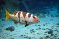 Tropical Fish on a coral reef Royalty Free Stock Photo