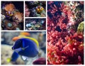 Tropical fish and coral reefs. Set of pictures Royalty Free Stock Photo