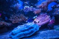 Tropical fish with corals and algae in blue water. Beautiful background of the underwater world Royalty Free Stock Photo