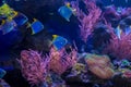 Tropical fish with corals and algae in blue water. Royalty Free Stock Photo