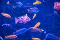 Tropical fish with corals and algae in blue water. Royalty Free Stock Photo