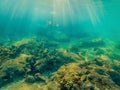 Tropical fish and corals in the sea under water