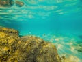 Tropical fish and corals in the sea under water