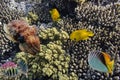 Tropical fish and Hard corals Royalty Free Stock Photo