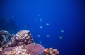 Tropical fish Dascillus in coral reef. Underwater photo. Sea fish. Aquarium fish in wild nature.