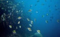 Tropical fish Dascillus in open ocean. Underwater photo. Marine animal.