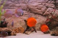 Tropical fish discus (Symphysodon)