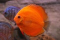 Tropical fish discus (Symphysodon) Royalty Free Stock Photo