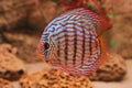 Tropical fish discus (Symphysodon)