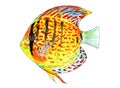 Tropical Fish Discus. Watercolor illustration. Royalty Free Stock Photo