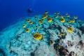 Tropical fish diving in Tuamotu Archipelago Royalty Free Stock Photo